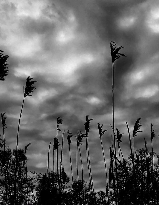 Ritual Howls - A Safe Haven From The Sun